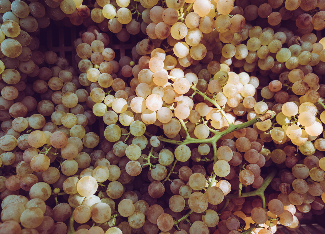 garganega-cantina-monteforte